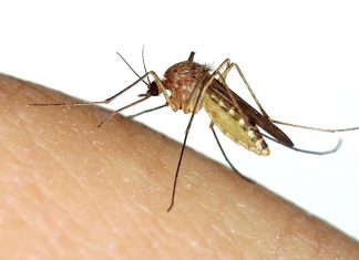 Mosquito (Culex sp.) biting a human finger