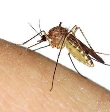 Mosquito (Culex sp.) biting a human finger